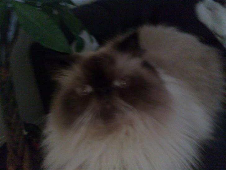 Colorpoint Ace Damion billede 13