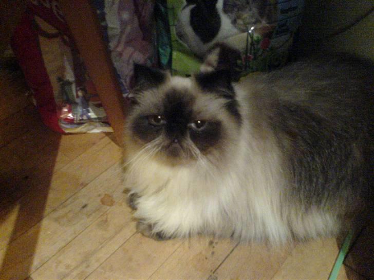 Colorpoint Ace Damion billede 14