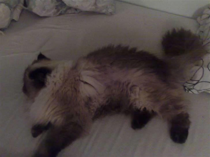 Colorpoint Ace Damion billede 15