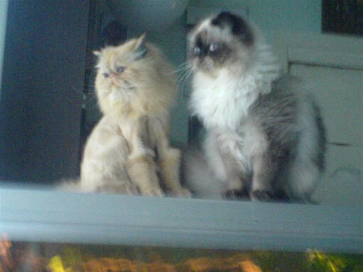 Colorpoint Ace Damion billede 16