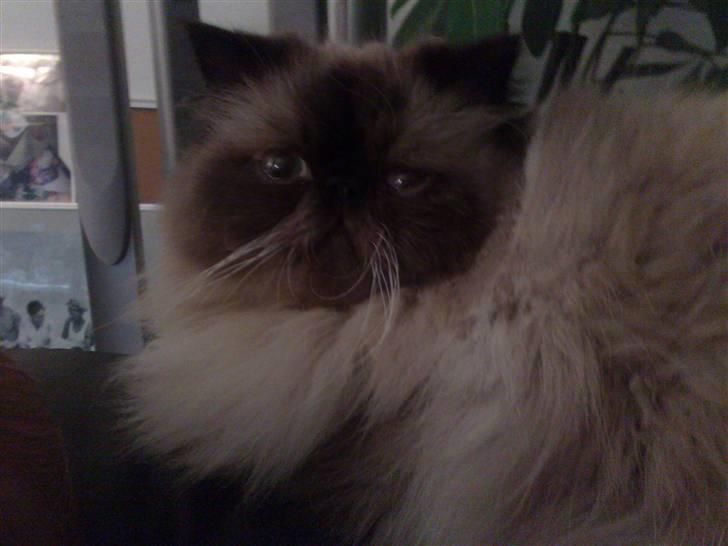 Colorpoint Ace Damion billede 17