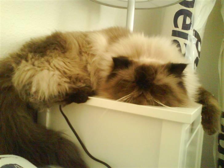 Colorpoint Ace Damion billede 18