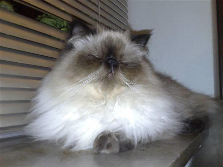 Colorpoint Ace Damion billede 19