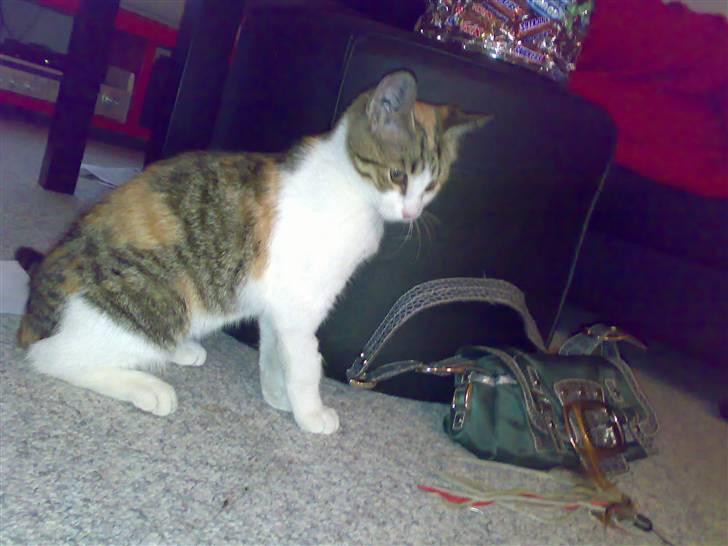 Huskat Bailey billede 1