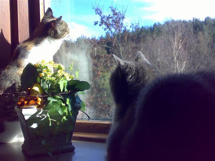 Huskat Bailey - Bailey og Pelle i vinduet billede 2