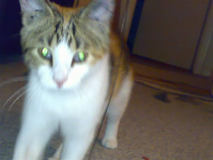 Huskat Bailey billede 3