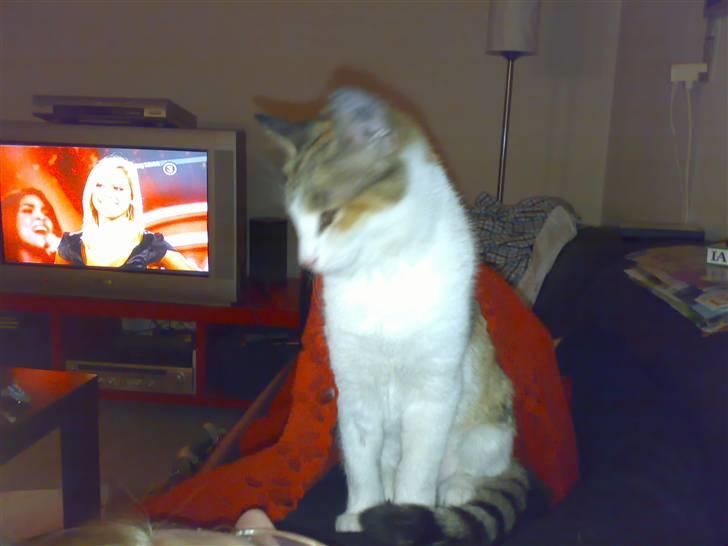 Huskat Bailey billede 4