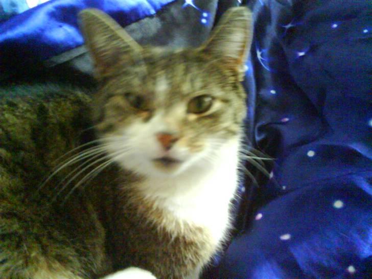 Huskat Smut *Prinsessen* - du væggede mig! billede 19