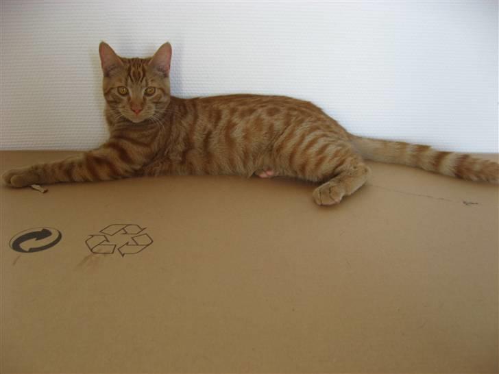 Blanding af racer MCO/? O'Malley - 27. Maj   5½ md. gl. billede 1