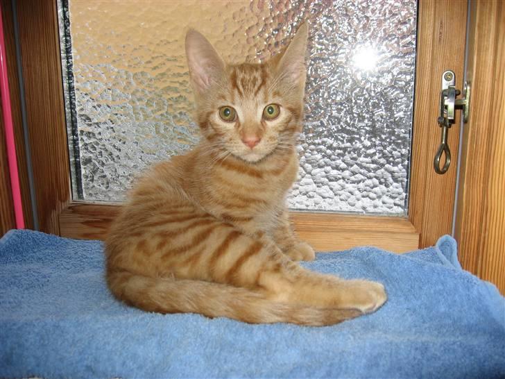 Blanding af racer MCO/? O'Malley billede 2