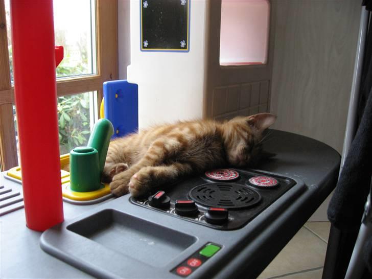 Blanding af racer MCO/? O'Malley billede 3