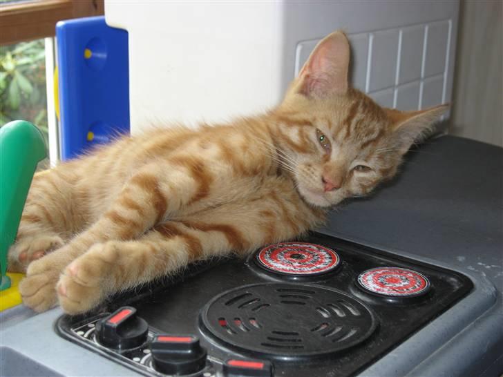 Blanding af racer MCO/? O'Malley billede 4