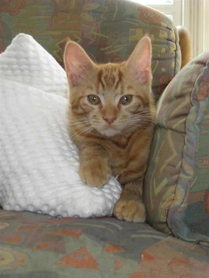 Blanding af racer MCO/? O'Malley billede 5