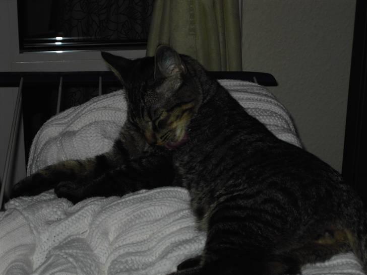 Huskat Fonzie billede 14