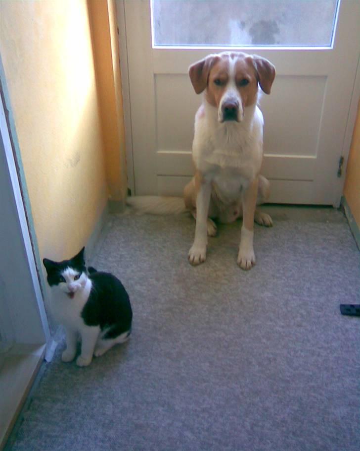 Huskat Manse - Bror til futte - Manse ved siden af vores hund kato<3<3 billede 6