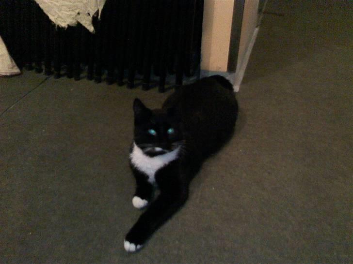 Huskat Futte - bror til manse - futte slapper af<3<3heh billede 7