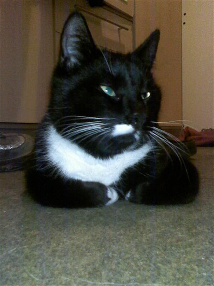 Huskat Futte - bror til manse - total fotogen<3<3 billede 8