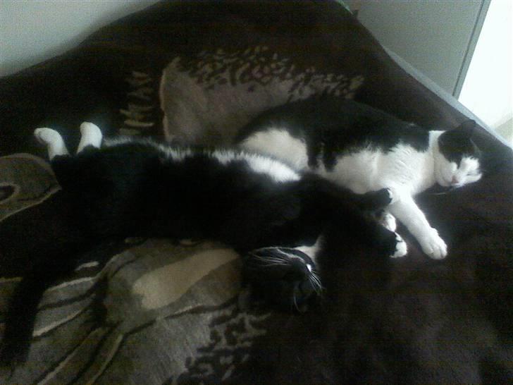 Huskat Futte - bror til manse - se lige mig og brormand er vi ikk søde sammen?<3 billede 9