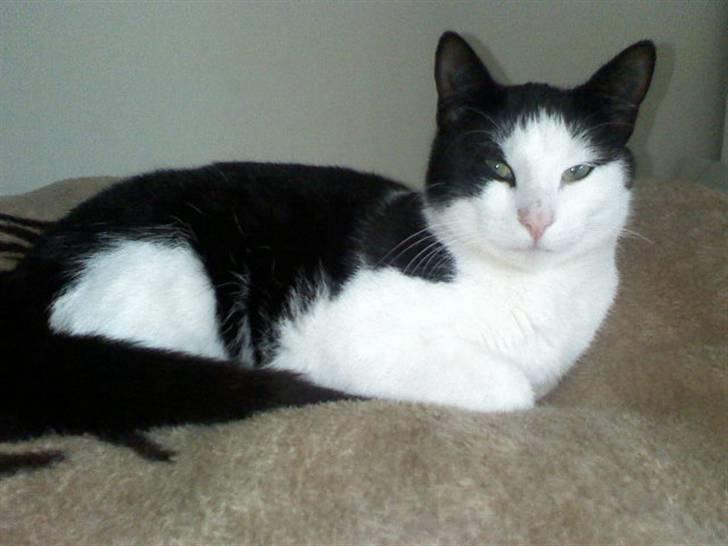 Huskat Manse - Bror til futte - manse mand<3<3 billede 7