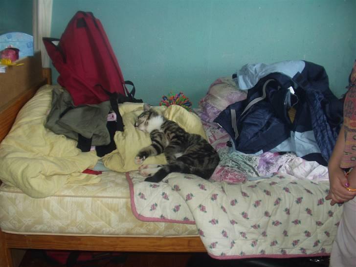 Blanding af racer Mik billede 2