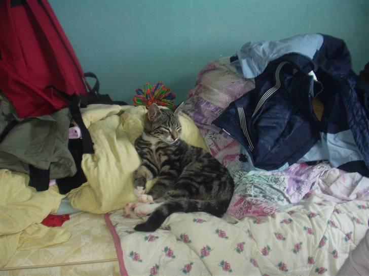 Blanding af racer Mik billede 3