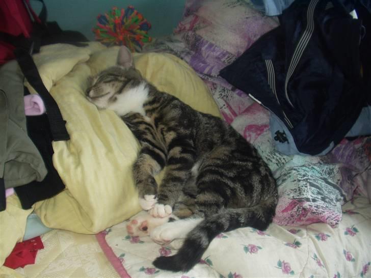 Blanding af racer Mik billede 4