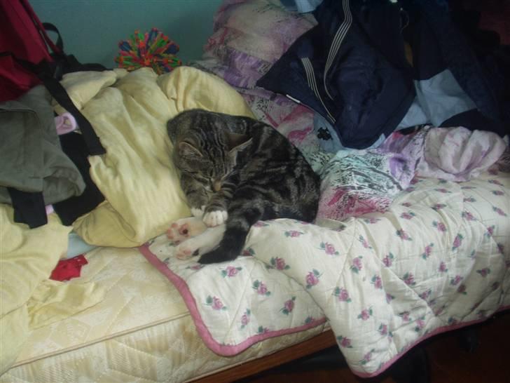 Blanding af racer Mik billede 5