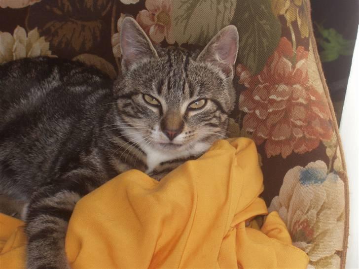 Blanding af racer Mik billede 6