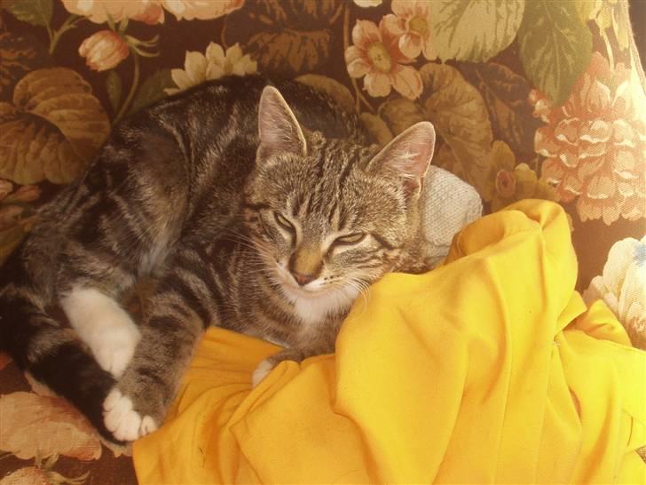 Blanding af racer Mik billede 7