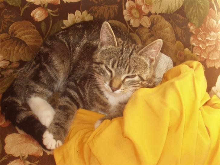 Blanding af racer Mik billede 8