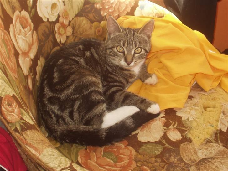 Blanding af racer Mik billede 9