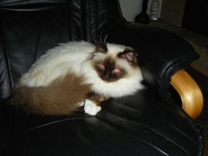 Hellig Birma Silver billede 7