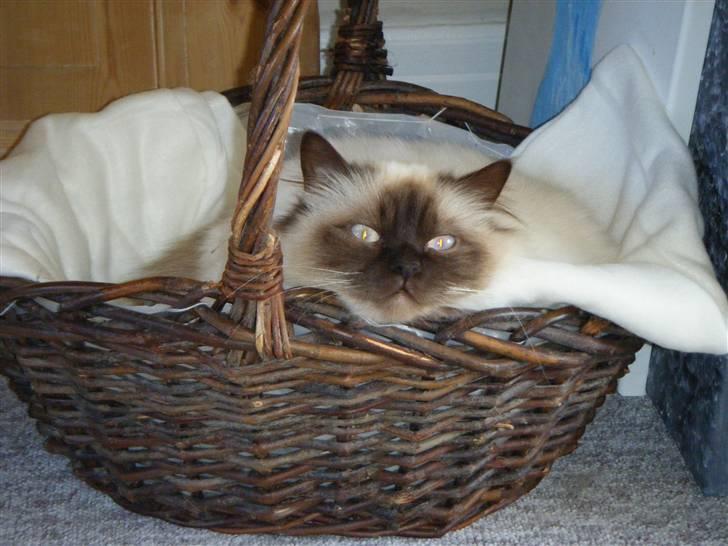 Hellig Birma Silver billede 8