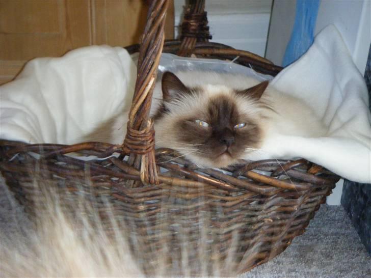 Hellig Birma Silver billede 9