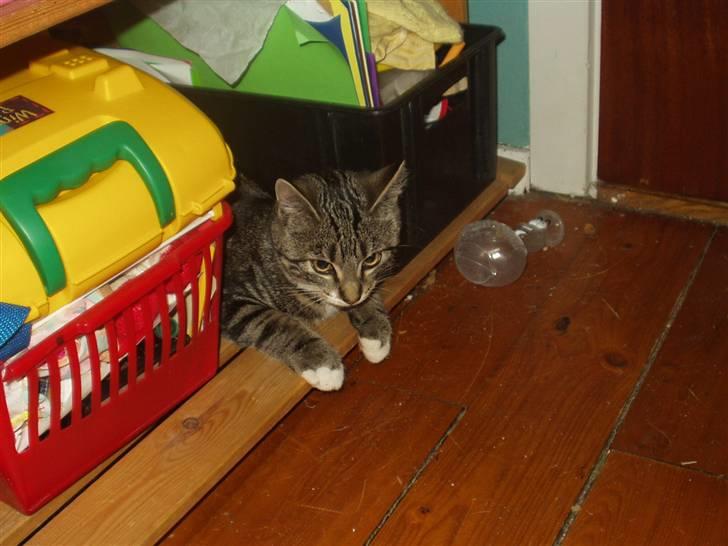 Blanding af racer Mik billede 10