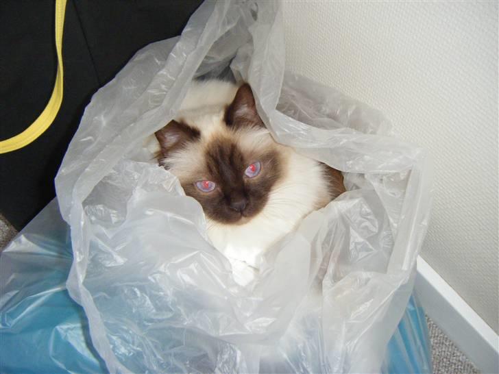 Hellig Birma Silver billede 10