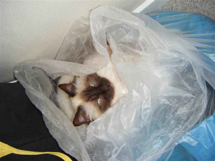 Hellig Birma Silver billede 11