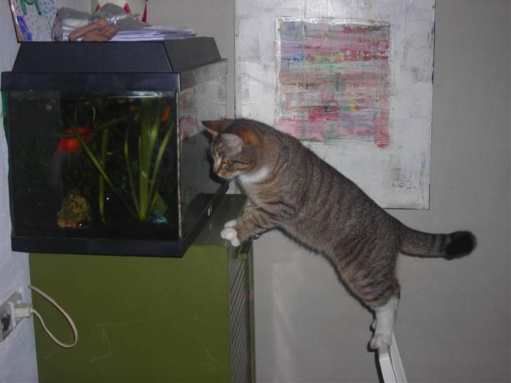 Huskat stwart *hjemme igen :D<3 billede 1