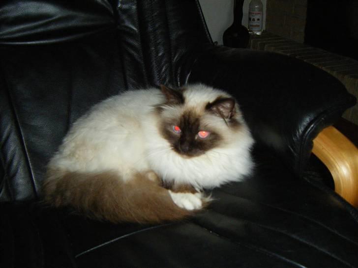 Hellig Birma Silver billede 12