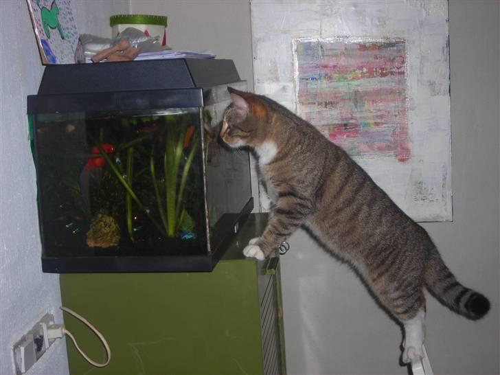 Huskat stwart *hjemme igen :D<3 billede 2