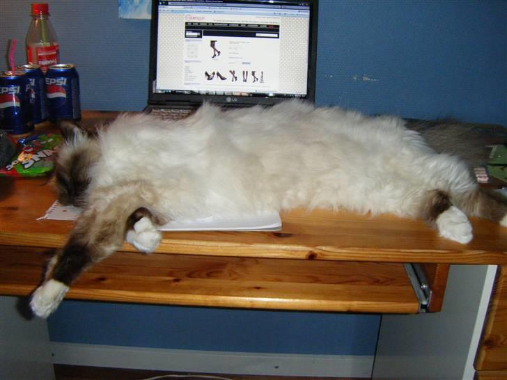 Hellig Birma Samson billede 11