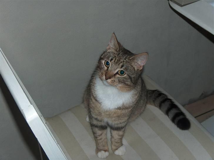 Huskat stwart *hjemme igen :D<3 billede 3