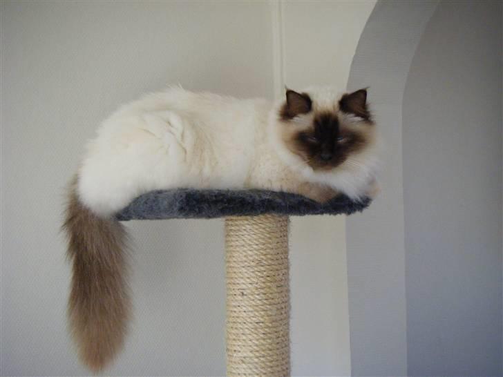 Hellig Birma Samson billede 12