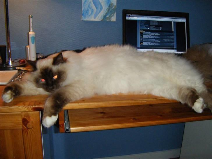 Hellig Birma Samson billede 13