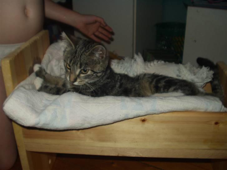 Blanding af racer Mik billede 11