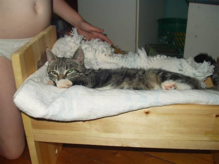 Blanding af racer Mik billede 12