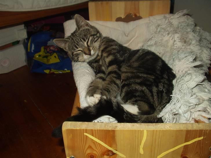 Blanding af racer Mik billede 13