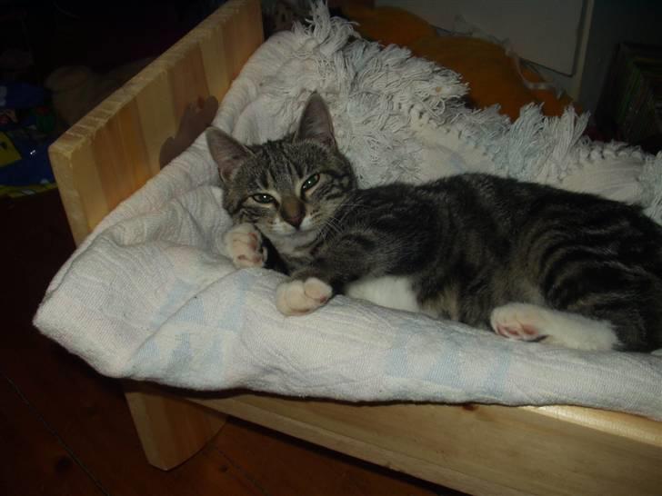 Blanding af racer Mik billede 15