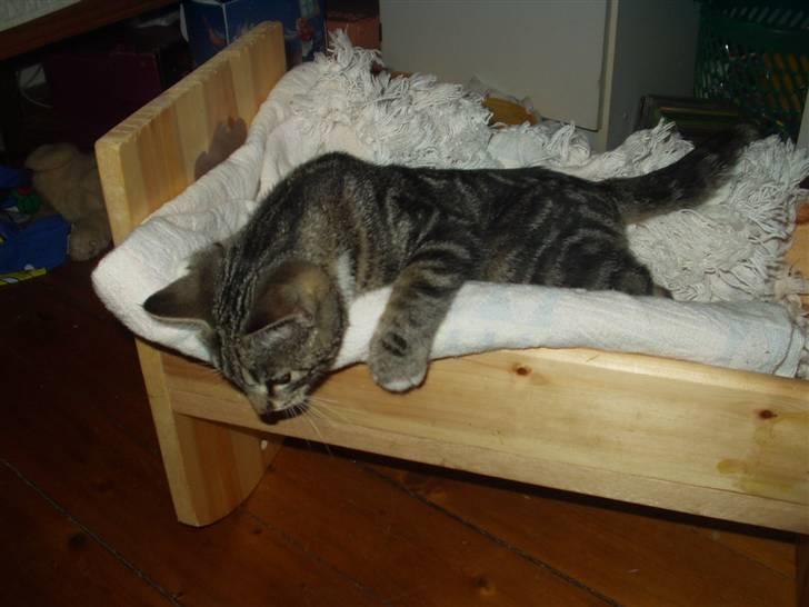 Blanding af racer Mik billede 16