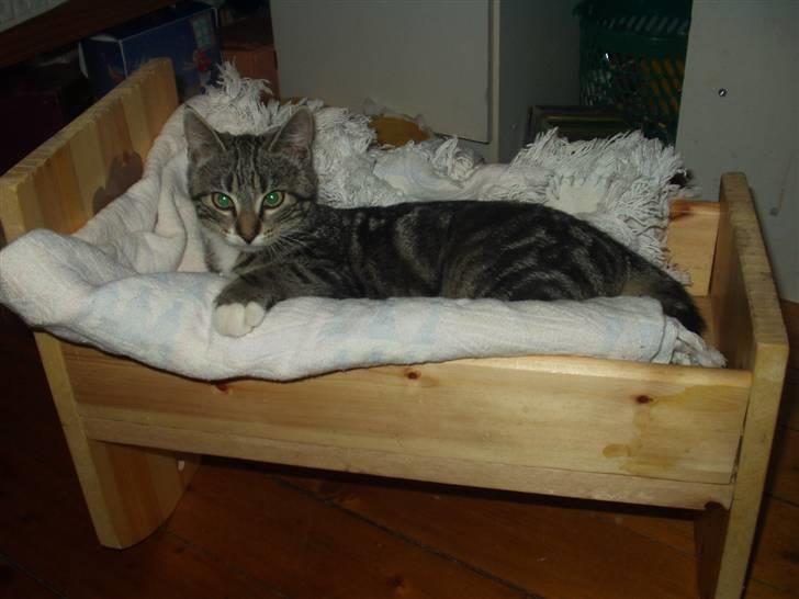 Blanding af racer Mik billede 17